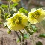 Physalis viscosa Blüte