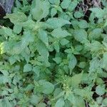Parietaria floridana Hoja