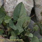 Dioscorea pyrenaica Other