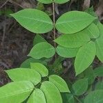 Senna occidentalis Leaf