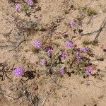 Abronia umbellata ശീലം