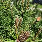 Pinus mugo Fruit