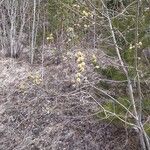 Salix atrocinerea Other