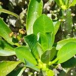 Euphorbia neriifolia Hoja