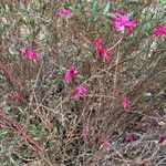 Oenothera lindheimeri অভ্যাস