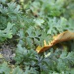 Hymenophyllum polyanthos Листок