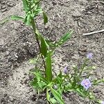 Symphyotrichum laeve Leaf