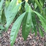 Cocculus laurifolius Leaf