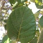 Cordia africana Blad