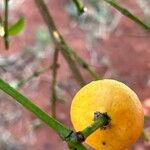 Garcinia intermedia Fruit