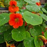 Tropaeolum minus Habit