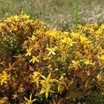 Hypericum perfoliatumFlower