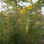 Helianthus salicifolius ശീലം