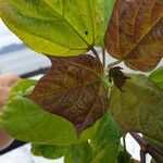 Catalpa speciosaList