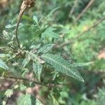 Tagetes lemmonii Folio