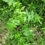 Lactuca floridana Levél