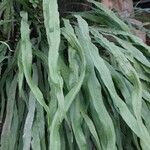 Campyloneurum angustifolium Likasa