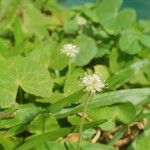 Hydrocotyle leucocephala Συνήθη χαρακτηριστικά