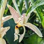 Stanhopea whittenii