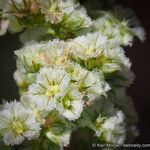 Amaranthus fimbriatus Blüte