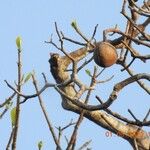 Macoubea guianensis Плод