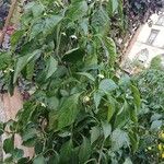 Capsicum annuum Агульны выгляд