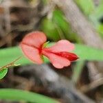 Indigofera brevicalyx फूल