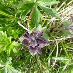 Bartsia alpinaЛіст