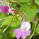 Impatiens balfourii 花