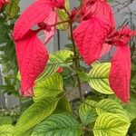 Warszewiczia coccinea Leaf