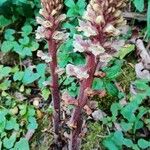 Orobanche hederaeBlüte