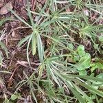 Lomelosia graminifolia Likasa
