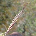 Bromus rubens Flower