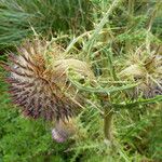 Cirsium jorullense Květ