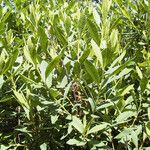 Myrica gale Other