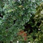 Prostanthera cuneata Yaprak