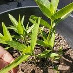 Asclepias incarnata Leaf