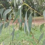 Eucalyptus viminalis Hoja