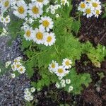 Tanacetum parthenium Blomma