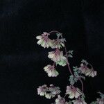 Thalictrum alpinum ᱛᱟᱦᱮᱸ