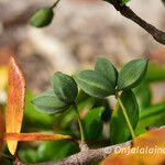 Terminalia fatraea Meyve