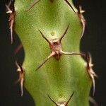 Euphorbia whellanii برگ