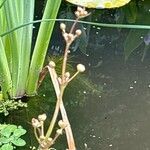 Alisma plantago-aquatica Flower