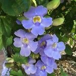 Thunbergia grandiflora Blodyn