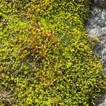 Selaginella helvetica Leaf