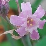 Tulbaghia simmleri Flor