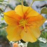 Fremontodendron californicum Кветка