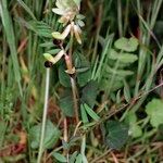 Vicia melanops Habitatea