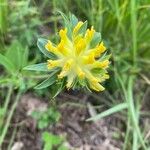 Anthyllis vulnerariaBlüte