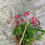 Vaccinium macrocarpon Fruit